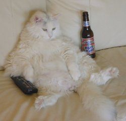 Watching the Rodent Channel again! Watching the Rodent Channel again!